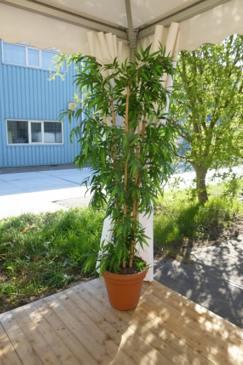 Plantdecoraties